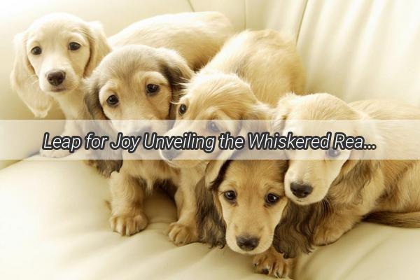 Leap for Joy Unveiling the Whiskered Reasons Why Dogs Always Jump Around